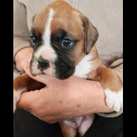 Cocker Spaniel (Show)