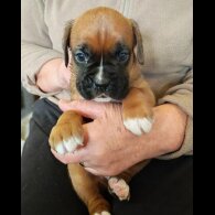 Cocker Spaniel (Show)
