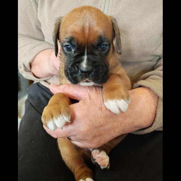 Cocker Spaniel (Show)