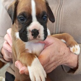 Cocker Spaniel (Show)