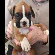 Cocker Spaniel (Show)