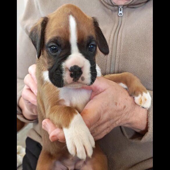 Cocker Spaniel (Show)