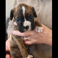 Cocker Spaniel (Show)