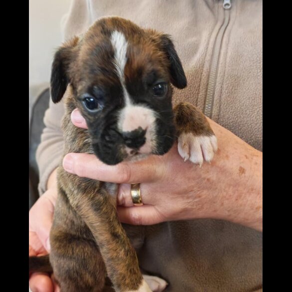 Cocker Spaniel (Show)