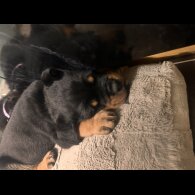 Rottweiler