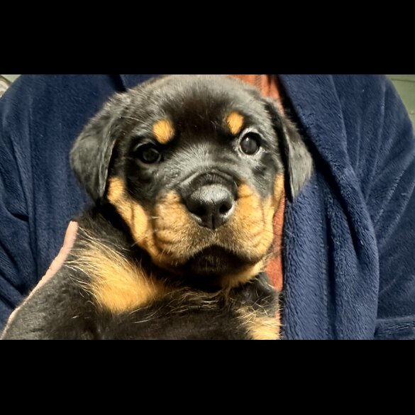 Rottweiler
