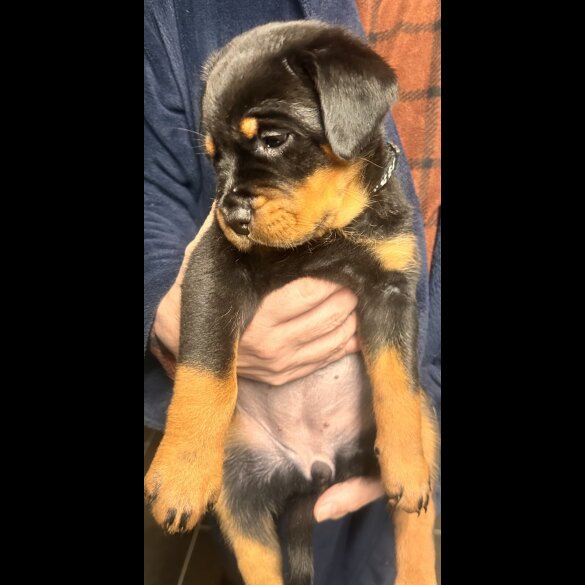 Rottweiler