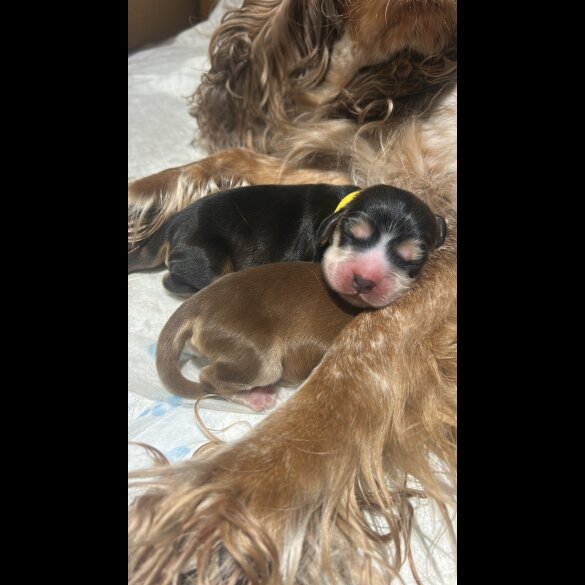 Cocker Spaniel (Show)