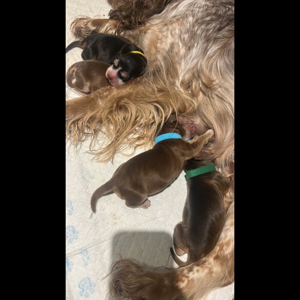 Cocker Spaniel (Show)