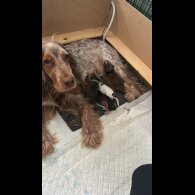 Cocker Spaniel (Show)