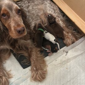 Cocker Spaniel (Show)