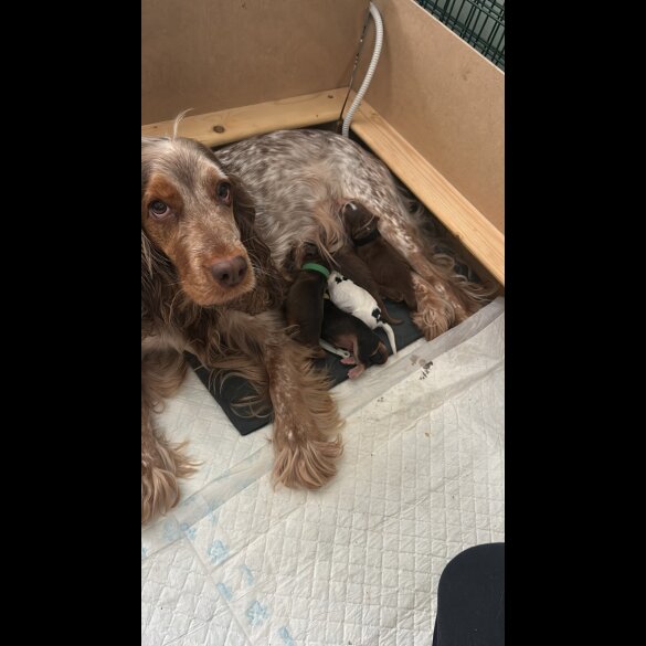 Cocker Spaniel (Show)