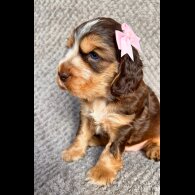 Cocker Spaniel (Show)