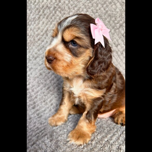 Cocker Spaniel (Show)