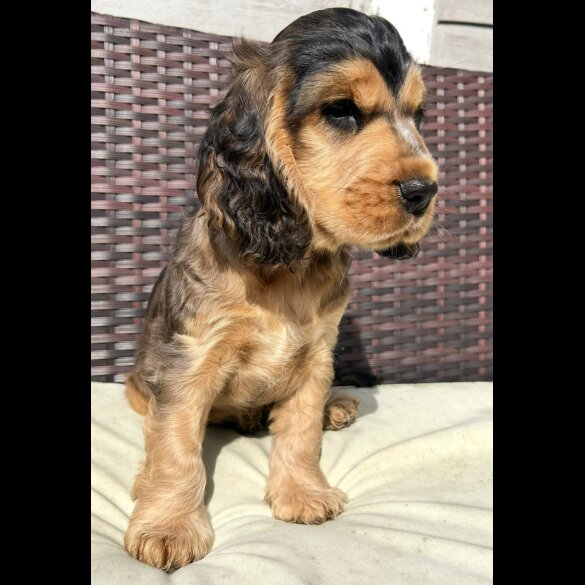 Cocker Spaniel (Show)