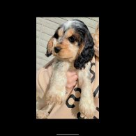 Cocker Spaniel (Show)