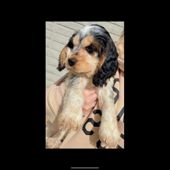 Cocker Spaniel (Show)