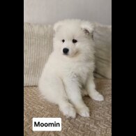 Samoyed