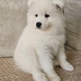 Samoyed