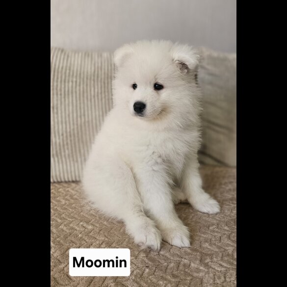Samoyed
