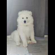 Samoyed
