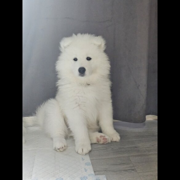 Samoyed