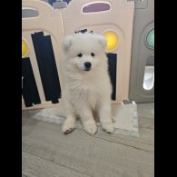Samoyed