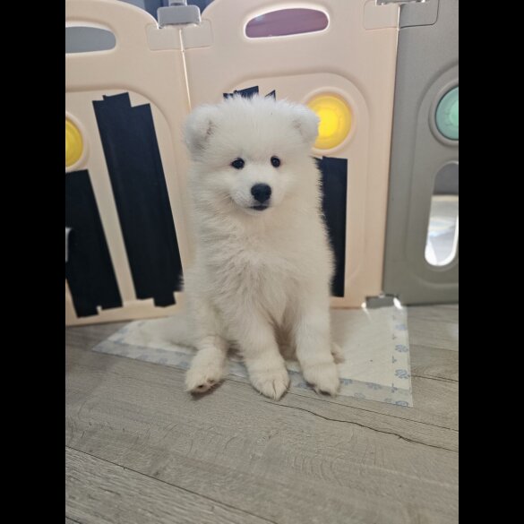Samoyed