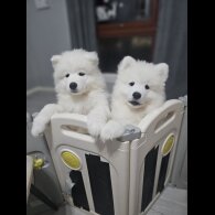 Samoyed
