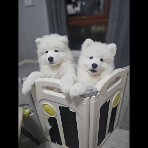 Samoyed