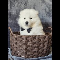 Samoyed