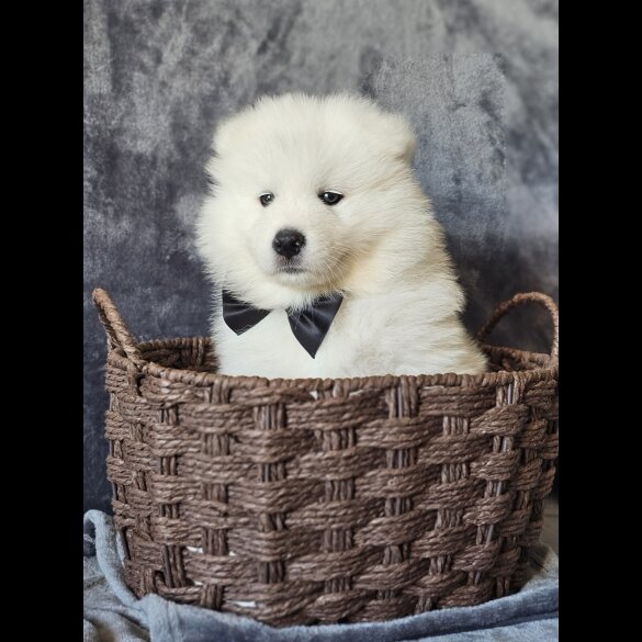 Samoyed