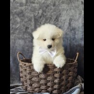 Samoyed