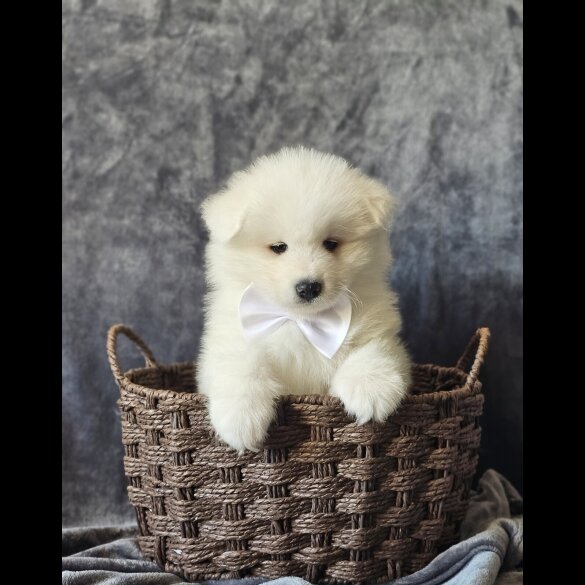 Samoyed