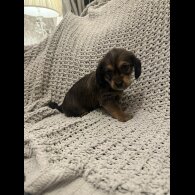 Dachshund (Miniature Smooth Haired)