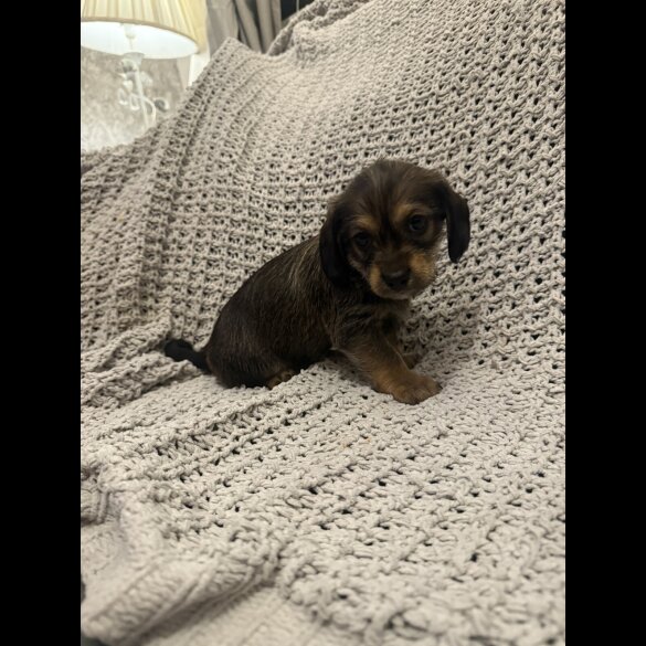 Dachshund (Miniature Smooth Haired)