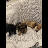 Dachshund (Miniature Smooth Haired)