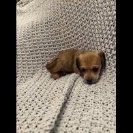 Dachshund (Miniature Smooth Haired)