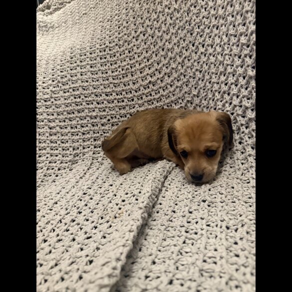 Dachshund (Miniature Smooth Haired)