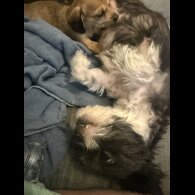 Dachshund (Miniature Smooth Haired)