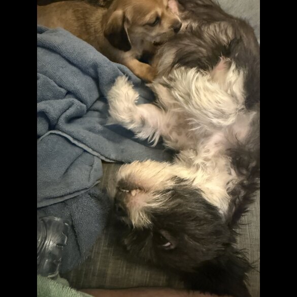 Dachshund (Miniature Smooth Haired)