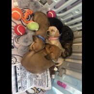 Dachshund (Miniature Smooth Haired)