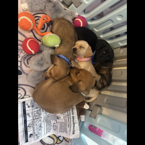 Dachshund (Miniature Smooth Haired)