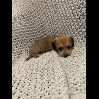 Dachshund (Miniature Smooth Haired)