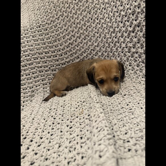 Dachshund (Miniature Smooth Haired)