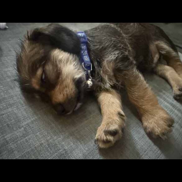 Dachshund (Miniature Smooth Haired)