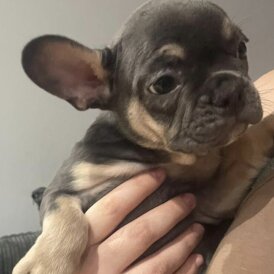 French Bulldog