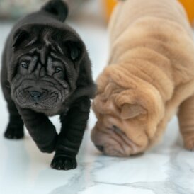 Shar Pei