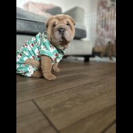 Shar Pei