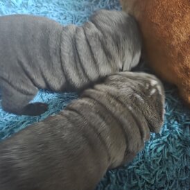 Shar Pei
